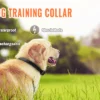 Petrainer 619A-1 800M Electric Dog Collar 7